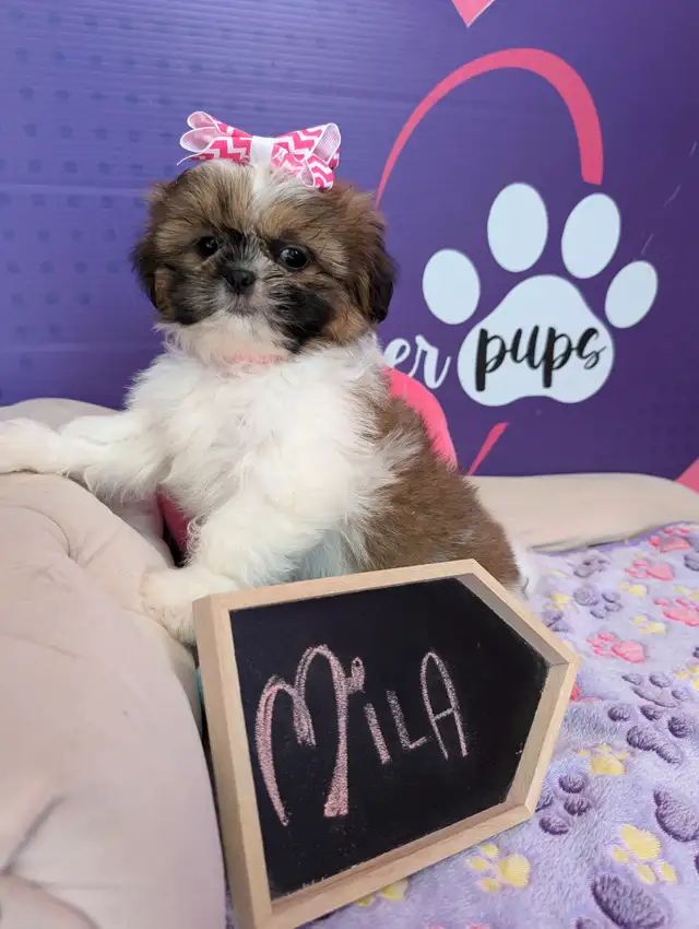 Shih-tzu pure puppies June 29**HYPOALLERGENIC in Dogs & Puppies for Rehoming in West Island - Image 3