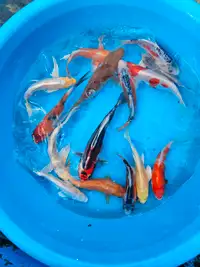 Koi fish for sale