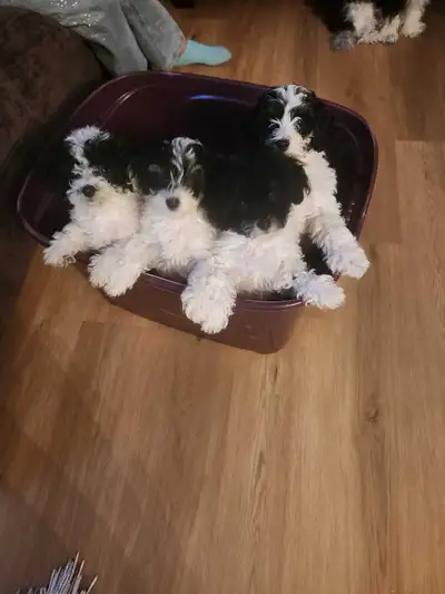 Cute Toy poodle puppies, View more