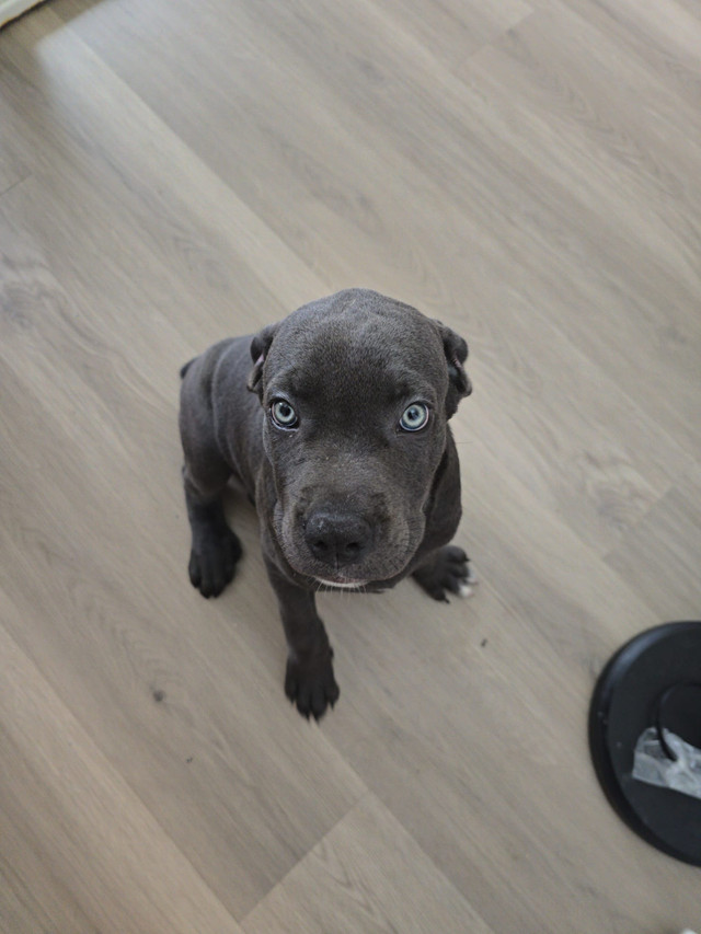 Cane Corso Puppy in Dogs & Puppies for Rehoming in City of Toronto - Image 2