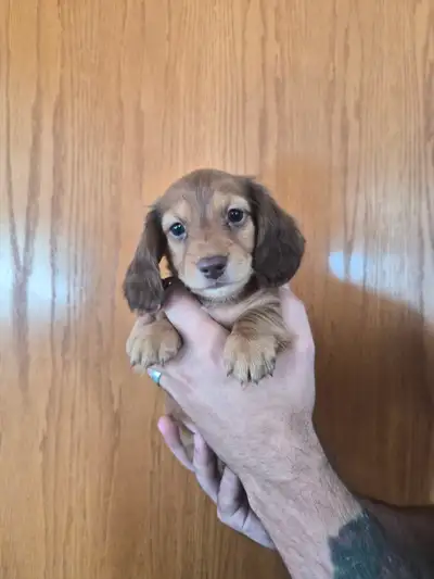 Mini Dachshunds, View more