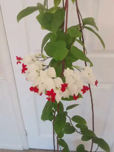 Beautiful and healthy house plant, blooming most time of a year, View more
