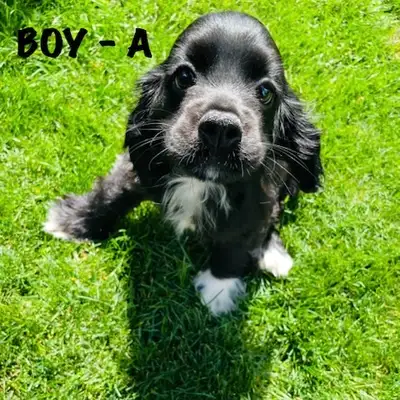 ❤️❤️Cavapoo puppies❤️❤️PLEASE TEXT!!, View more