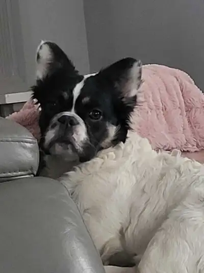 Gorgeous male fluffy french bulldog!!, View more