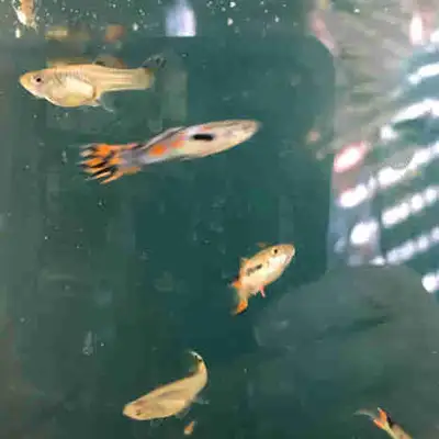 I have endler juvies available and some guppies . $1 ea.