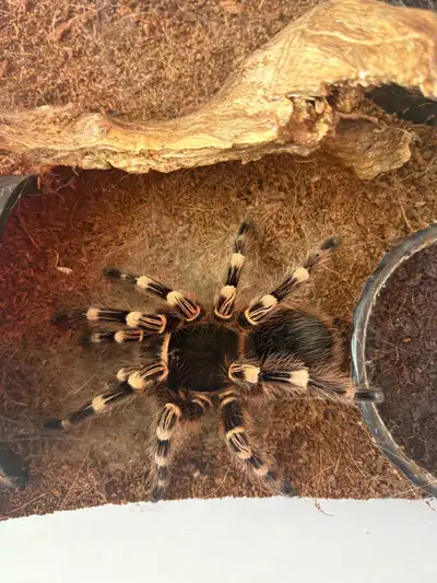 Tarantula, View more