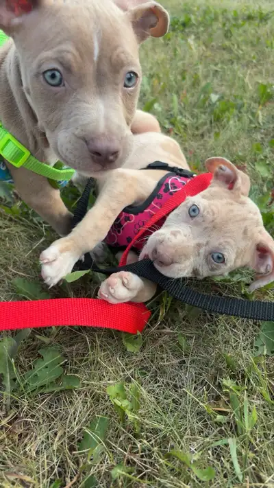 American bulldog puppies for sale, View more