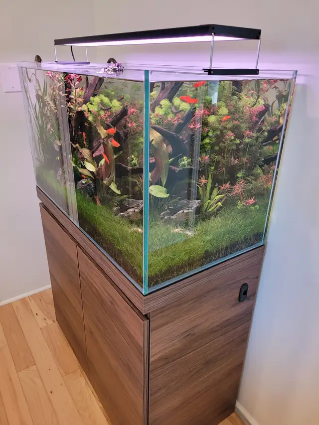 Complete Planted Aquarium Setup in Accessories in Norfolk County - Image 3