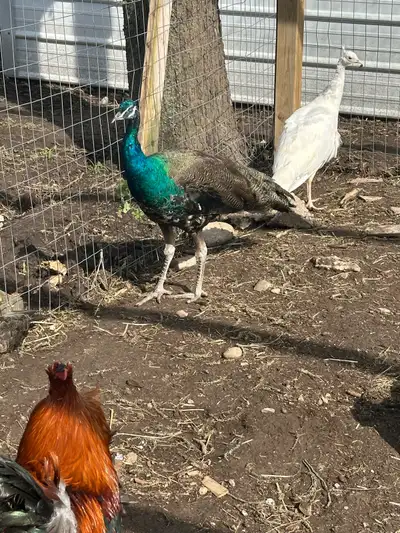yung peacock and pea hens , View more