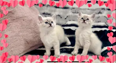 Purebred Siamese kitten lynx point/chaton siamois pure sang lynx, View more