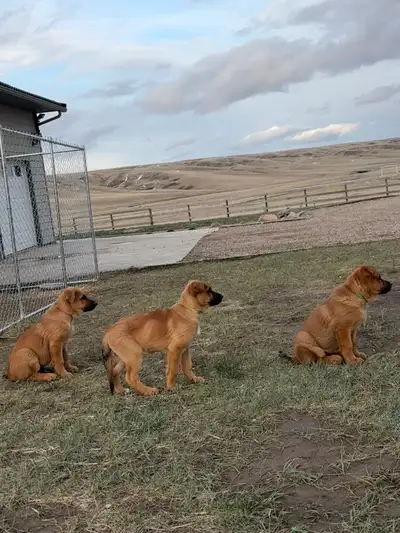 READY TO GO-Guardian Puppies (GSD x Malinois x St. Bernard), View more