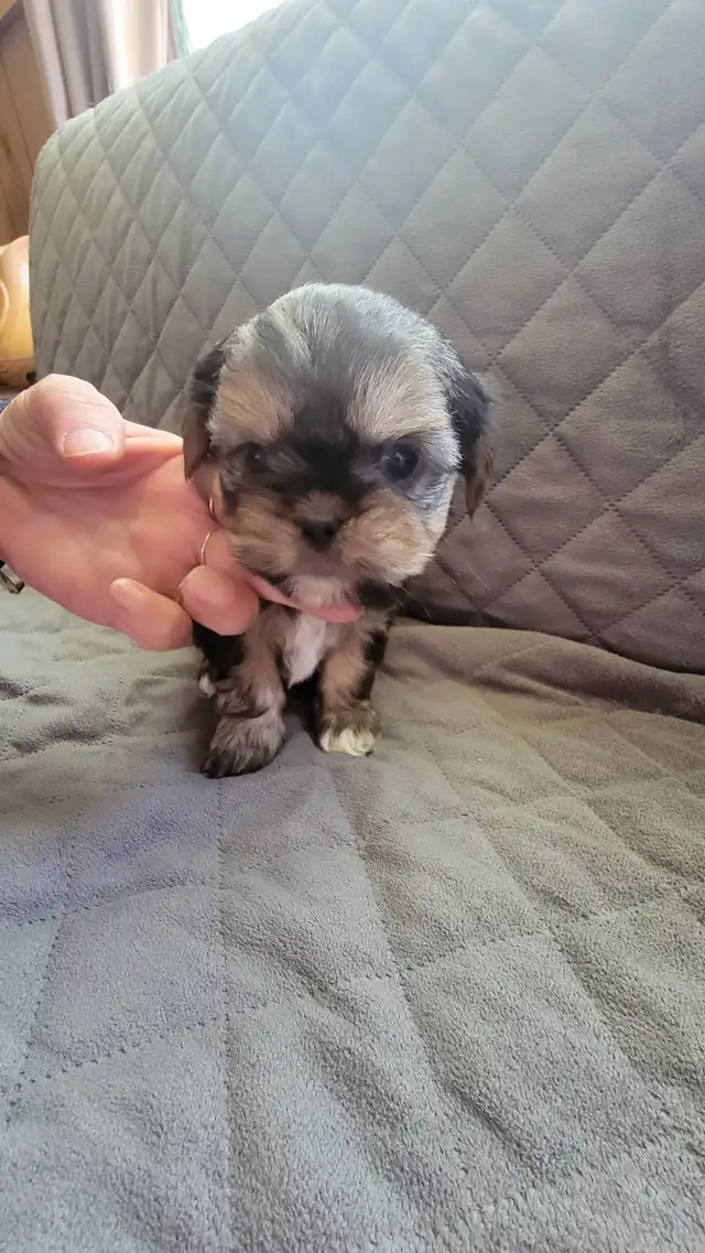 Shih tuz males in Dogs & Puppies for Rehoming in Gatineau - Image 8