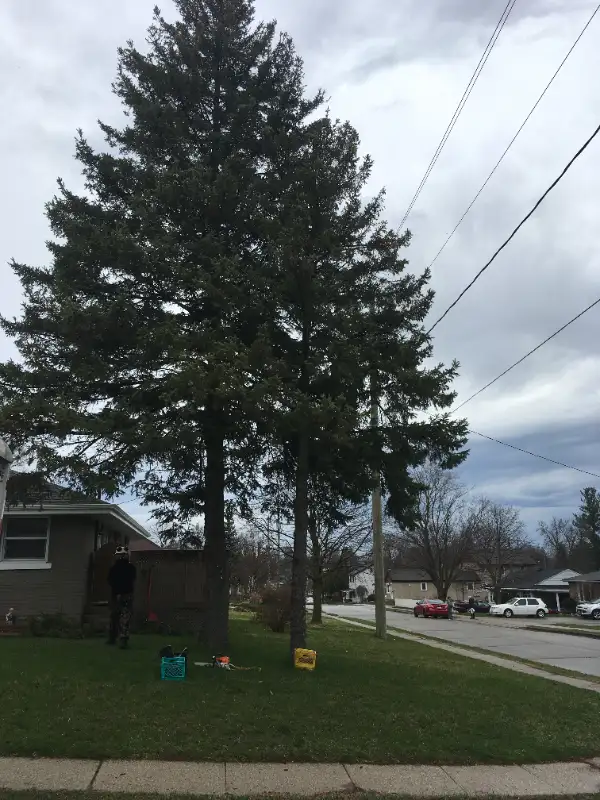 $SPECIALS$ DISCOUNTS FREE QUOTES FULLY INSURED AtoZ VIKING TREE in Lawn, Tree Maintenance & Eavestrough in Kingston - Image 10