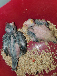 2 baby cockatiels for experienced hand feeder