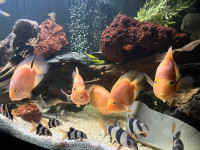 16-24 Large and Jumbo Clown Loaches 