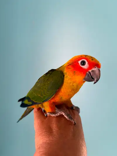 Bébé Conure Soleil, nourri à main, prêt à partir!, View more