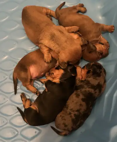 Dachshund Puppies, View more