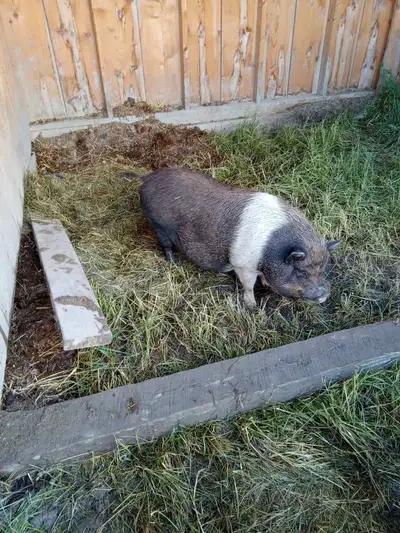 Female pot belly pig 1 year old. Located st isidore ont. Friendly enough easy keeper