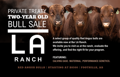RED ANGUS BULLS FOR SALE - REGISTERED VIRGIN 2 YEAR OLDS, View more
