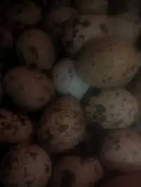Jumbo quail eggs
