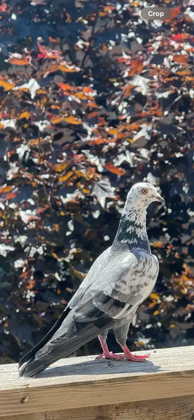 good blood line pigeon , View more