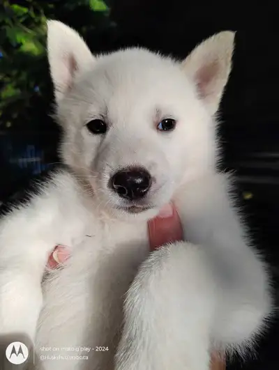 Husky puppies, View more