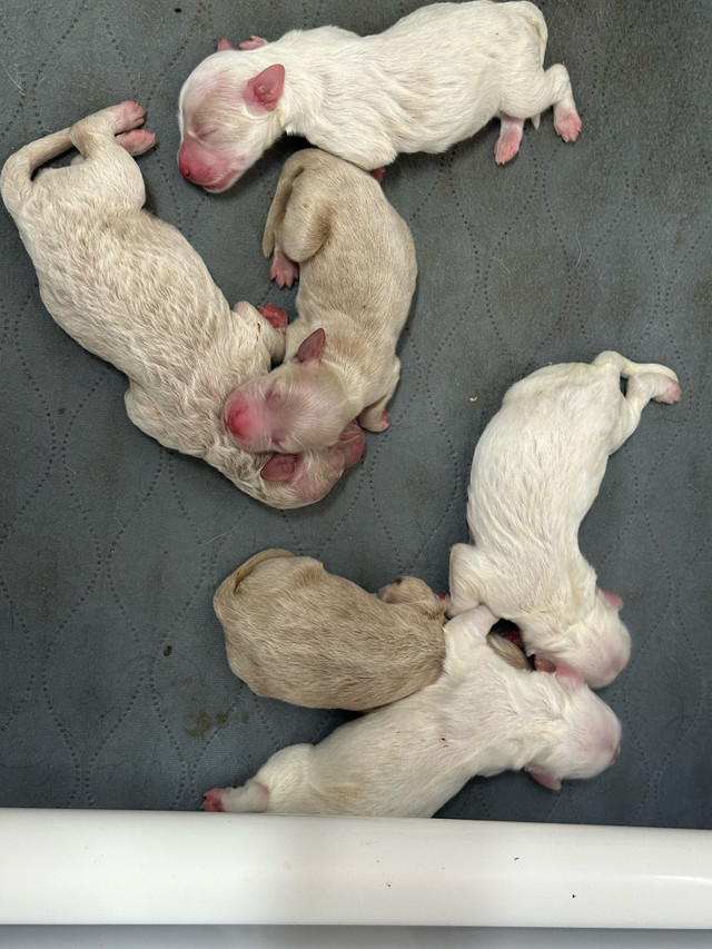 Mini Goldendoodle puppies in Dogs & Puppies for Rehoming in Owen Sound