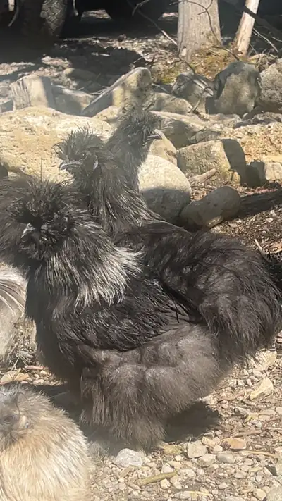Roosters 10$ Young 7 months to 1 year