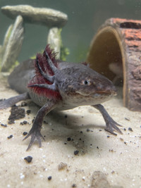 Axolotl rescue!!! 
