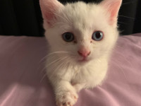 Magnifique chaton femelle toute blanche à vendre ✨