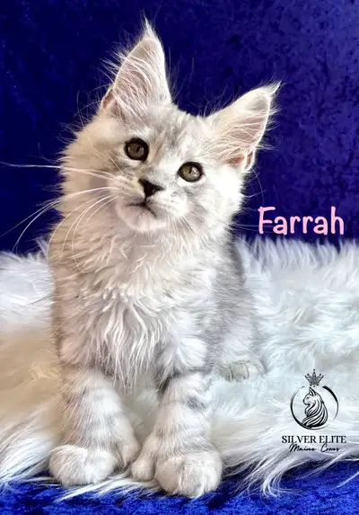 Adorable TICA Registered European Maine Coon Kittens!, View more