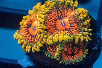zoas palys and rainbow loom coral