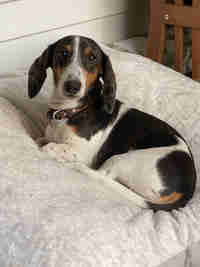 Absolutely Adorable Piebald Miniature Dachshund Male