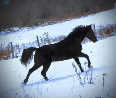 Gaited Kentucky Mountain Gelding, View more
