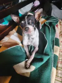 Chihuahua de 7 ans 