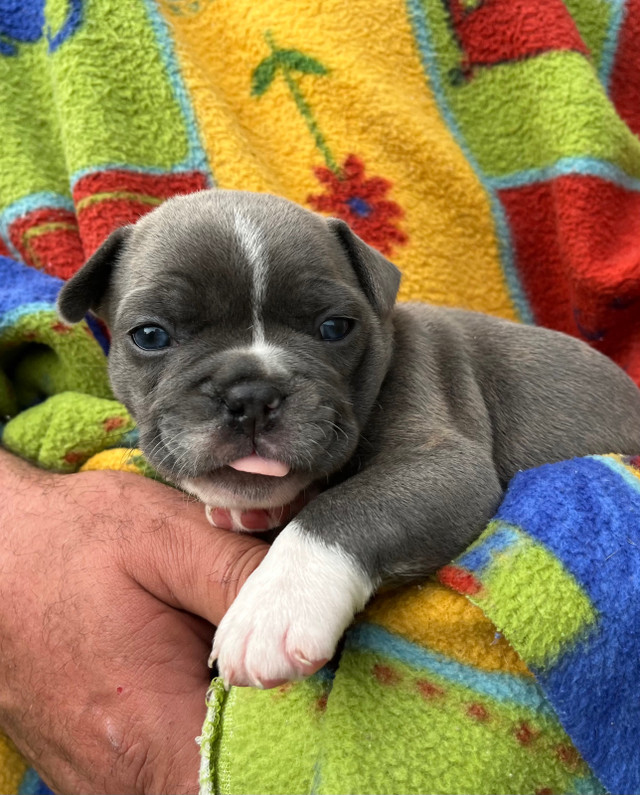Bouledogue français/Boston Terrier( Frenchton) Chiens et chiots à adopter Saguenay Kijiji