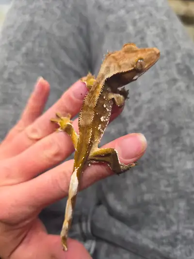Crested gecko, View more