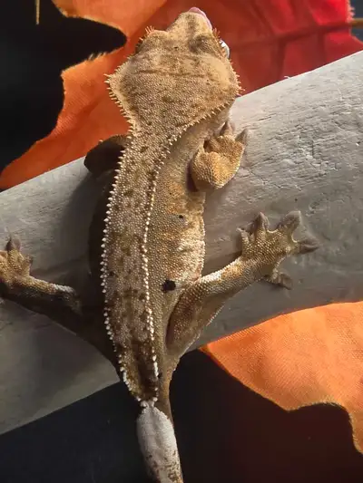 Juvenile Crested Gecko, View more