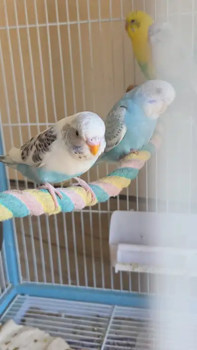 budgies birds, View more