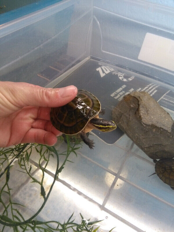 Malayan box turtles dans Reptiles et amphibiens à adopter  à Ouest de l’Île - Image 4