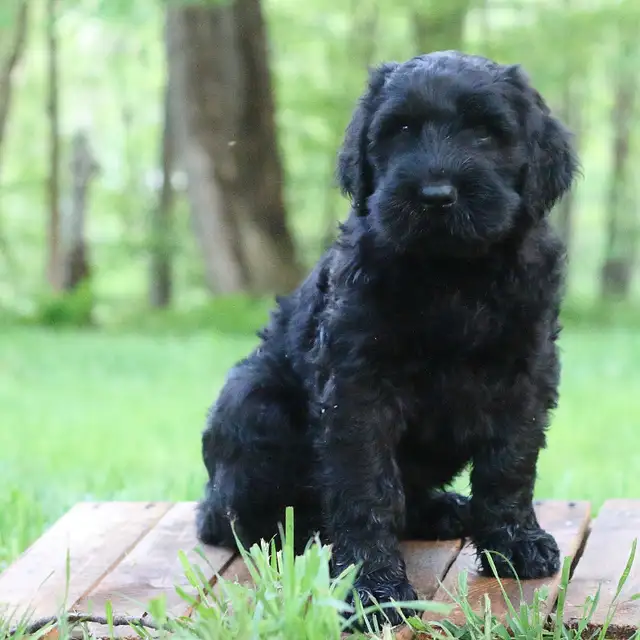 Black Russian Terrier CKC registration in Dogs & Puppies for Rehoming in Oakville / Halton Region - Image 4
