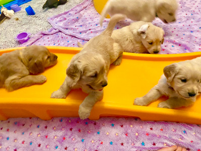 Golden Retriever Quality Breeder raises calm pups & therapy pups