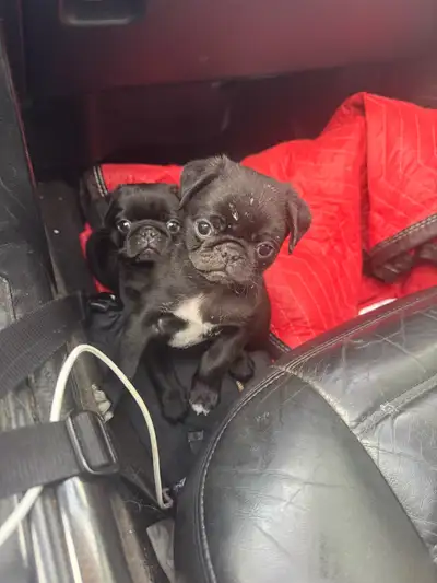 I have a beautiful black pug puppy with some cute white markings for sale. She’s super sweet, dainty...