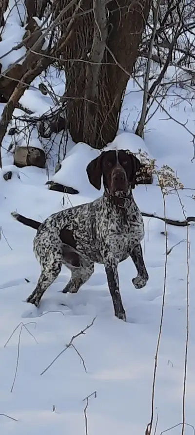 Chien Braque Allemand Mâle ( non opéré) Origine :Romani : Karpaten Irbis & Donau Wirbeln Kennels : h...