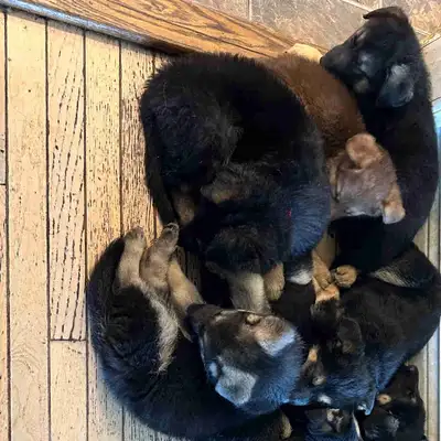 German Shepherd Puppies, View more