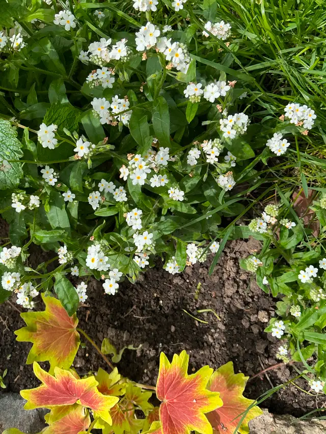 SWEET WOODRUFF-Naturalize Perennial,Scented Blooming Groundcover in Plants, Fertilizer & Soil in City of Toronto - Image 3