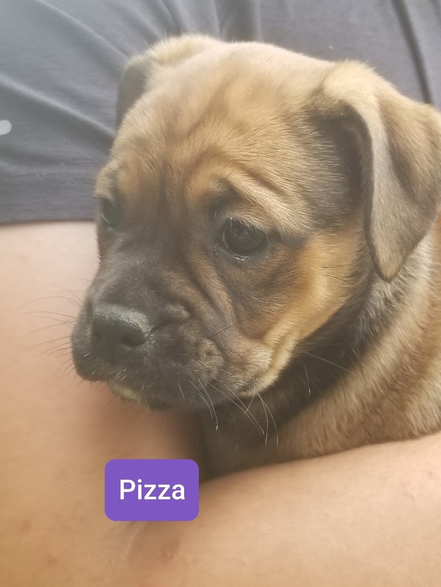 English Bulldog/Pug cross puppies Dogs & Puppies for Rehoming