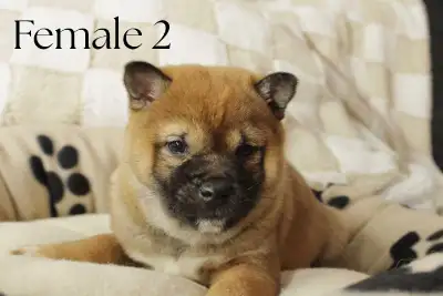 Shiba inu puppies, View more