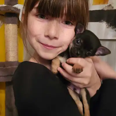 Toys  Chihuahua , View more