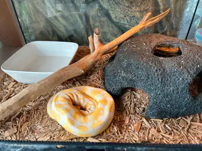 Sub adult ball python, View more